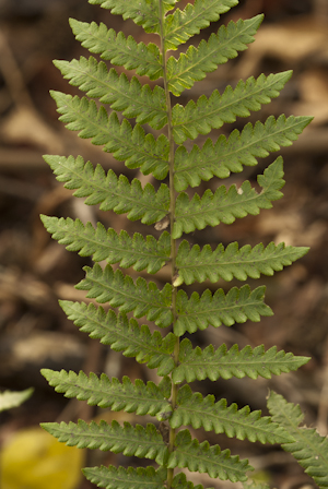 Thelypteris sclerophylla