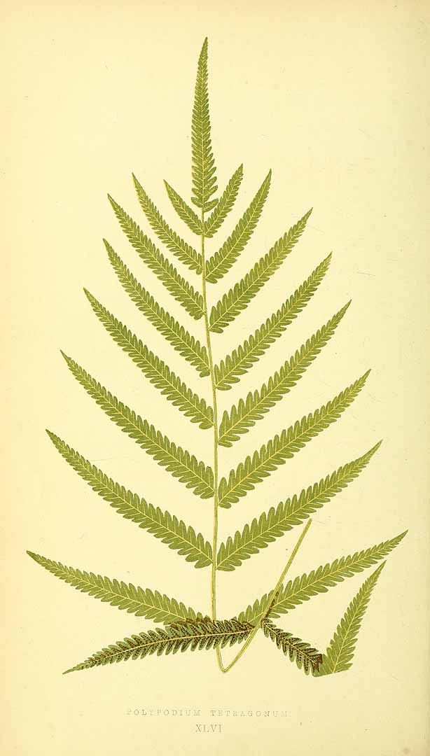 Thelypteris tetragona