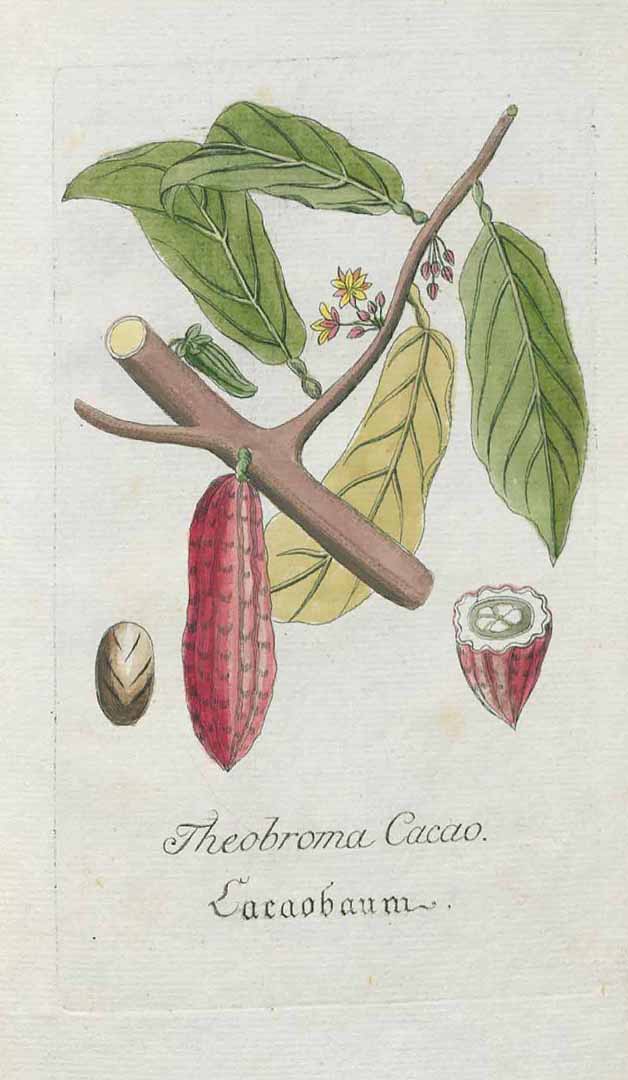 Theobroma cacao