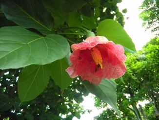 Thespesia grandiflora