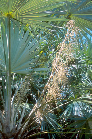 Leucothrinax morrisii