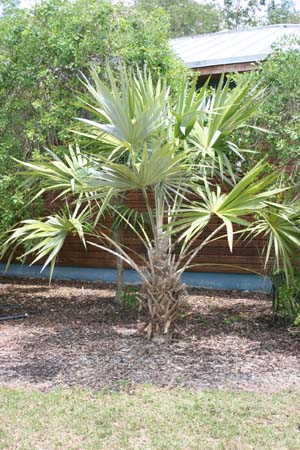 Leucothrinax morrisii