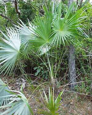 Leucothrinax morrisii