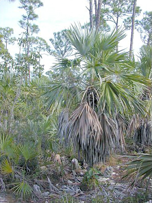 Leucothrinax morrisii