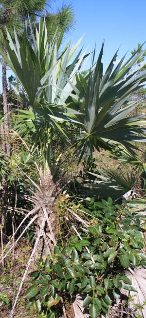 Leucothrinax morrisii