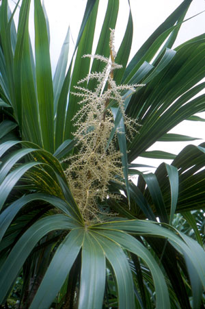 Thrinax radiata