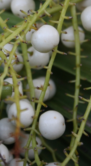 Thrinax radiata