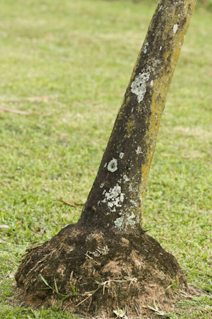 Thrinax radiata