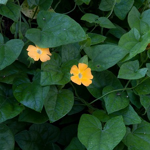 Thunbergia alata