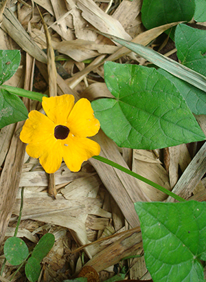 Thunbergia alata