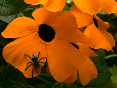 Thunbergia alata