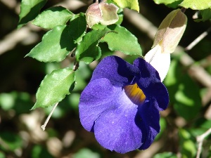 Thunbergia erecta