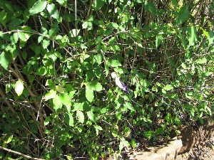 Thunbergia erecta