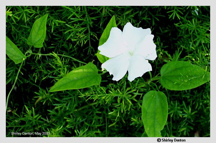 Thunbergia fragrans