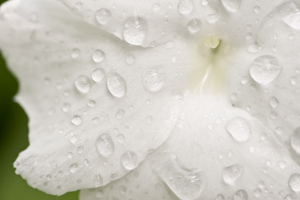 Thunbergia fragrans