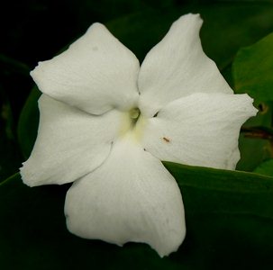 Thunbergia fragrans