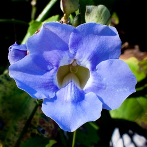 Thunbergia grandiflora