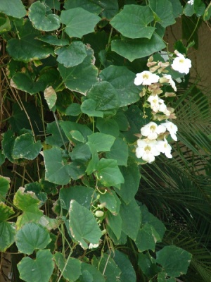 Thunbergia grandiflora