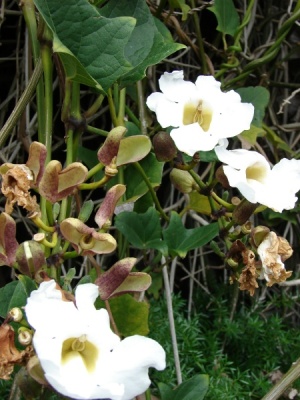 Thunbergia grandiflora