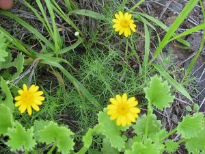 Thymophylla tenuiloba