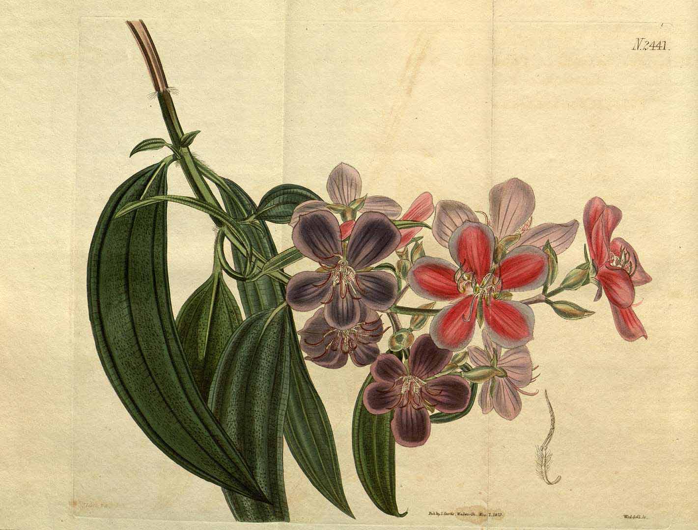 Tibouchina granulosa