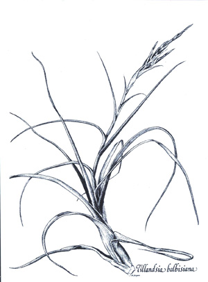 Tillandsia balbisiana