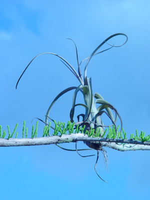 Tillandsia balbisiana