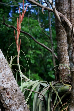 Tillandsia balbisiana