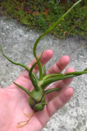 Tillandsia bulbosa