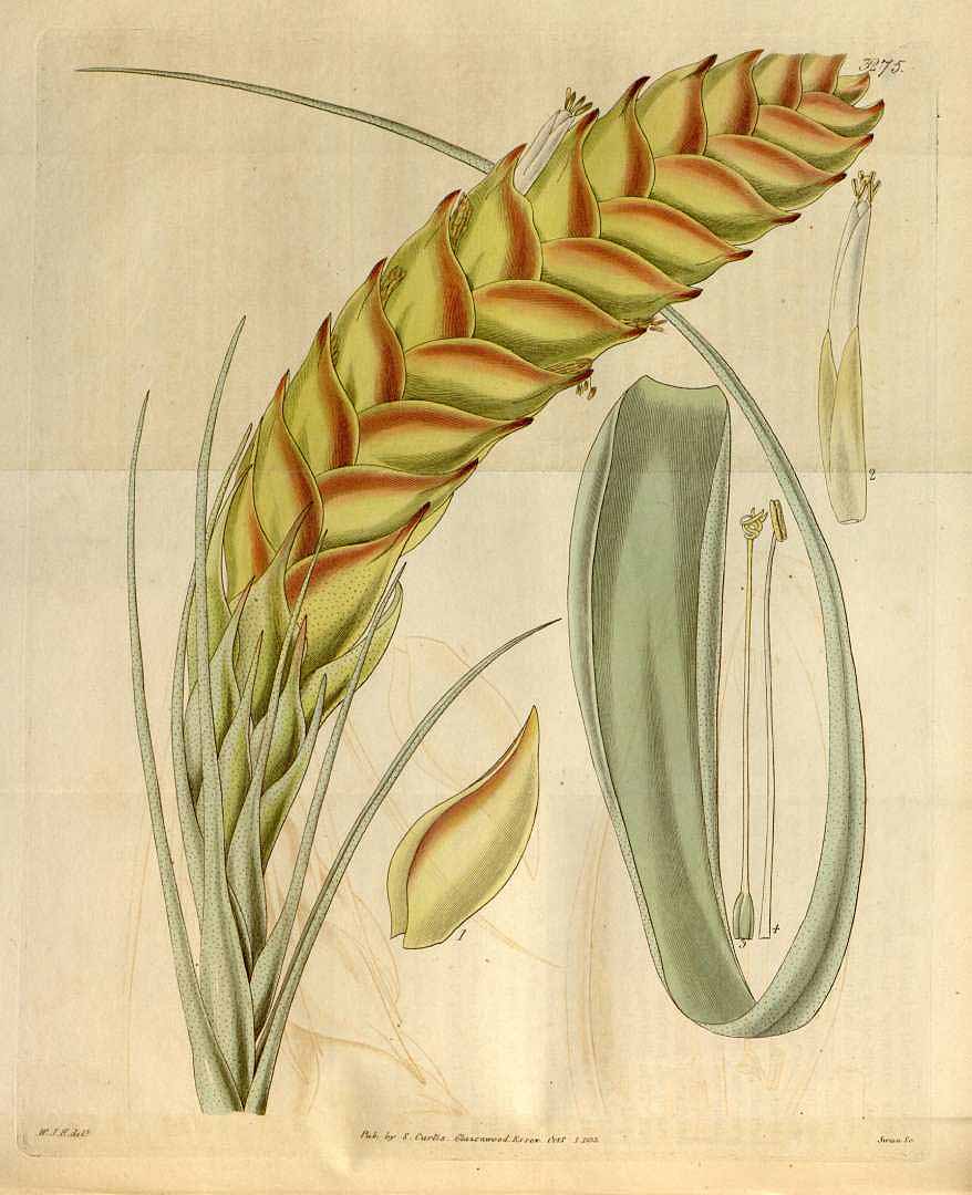 Tillandsia compressa