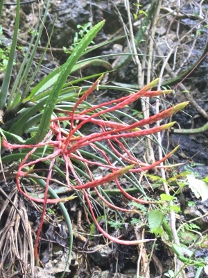 Tillandsia fasciculata