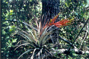 Tillandsia fasciculata