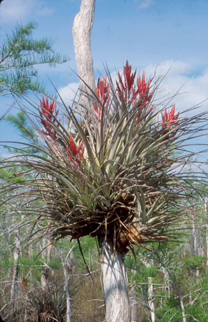 Tillandsia fasciculata