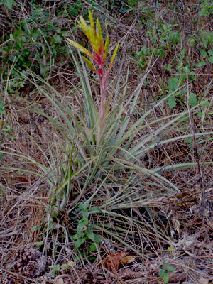 Tillandsia fasciculata