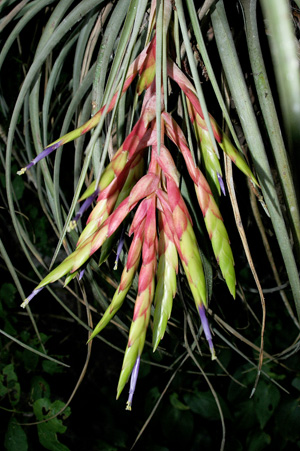 Tillandsia fasciculata