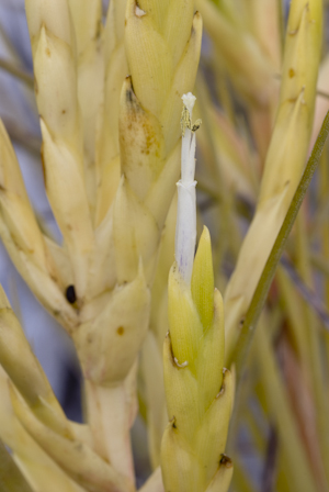 Tillandsia fasciculata