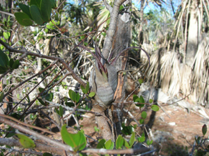 Tillandsia flexuosa