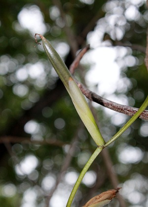 Tillandsia flexuosa