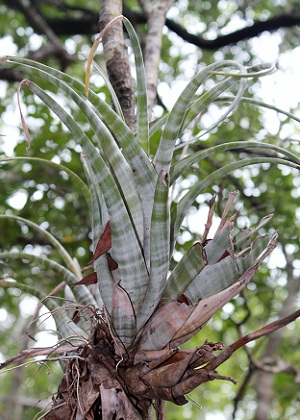 Tillandsia flexuosa