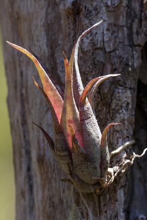 Tillandsia flexuosa