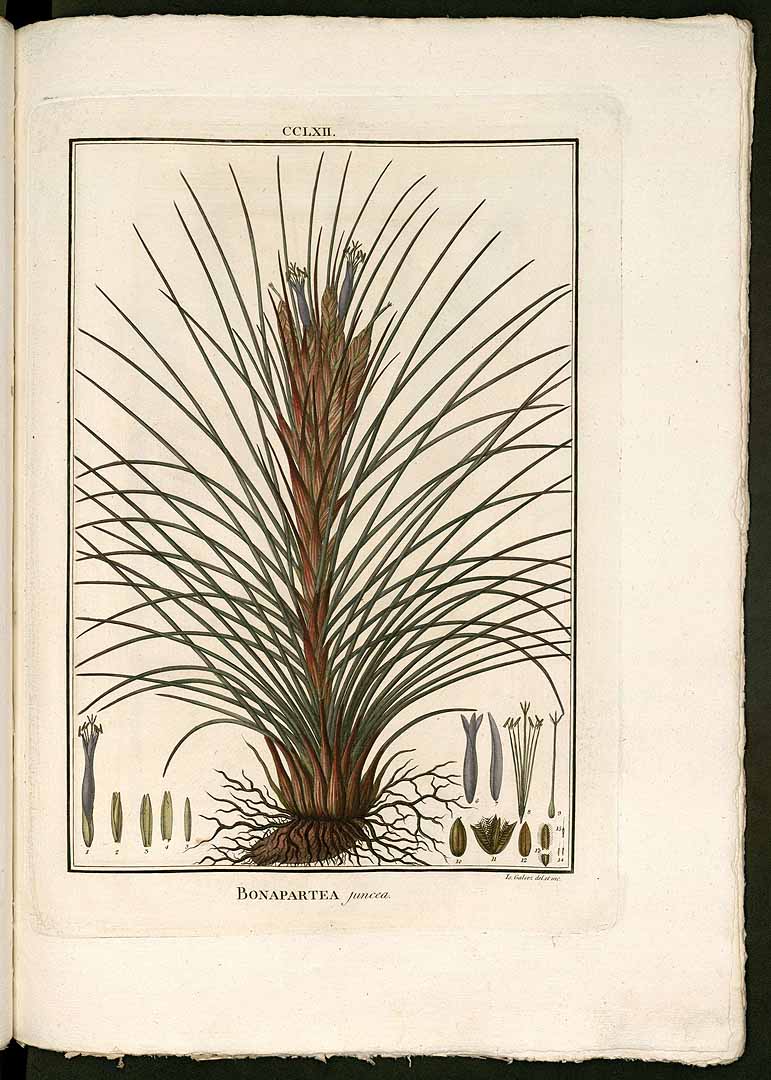 Tillandsia juncea