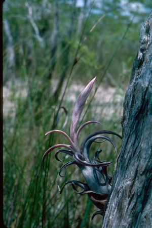 Tillandsia paucifolia