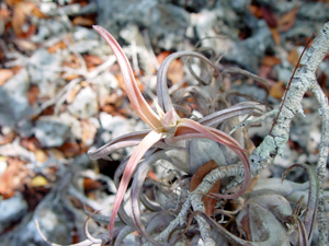 Tillandsia paucifolia