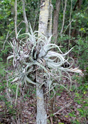 Tillandsia paucifolia