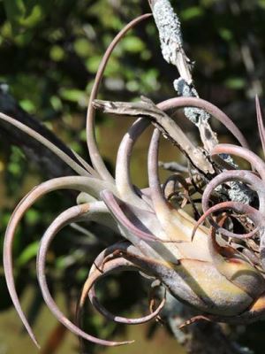 Tillandsia paucifolia