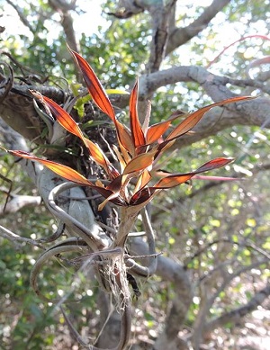 Tillandsia paucifolia