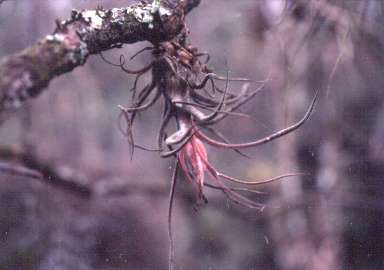 Tillandsia pruinosa