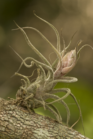 Tillandsia pruinosa