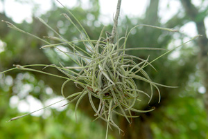 Tillandsia recurvata