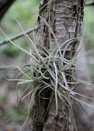 Tillandsia recurvata